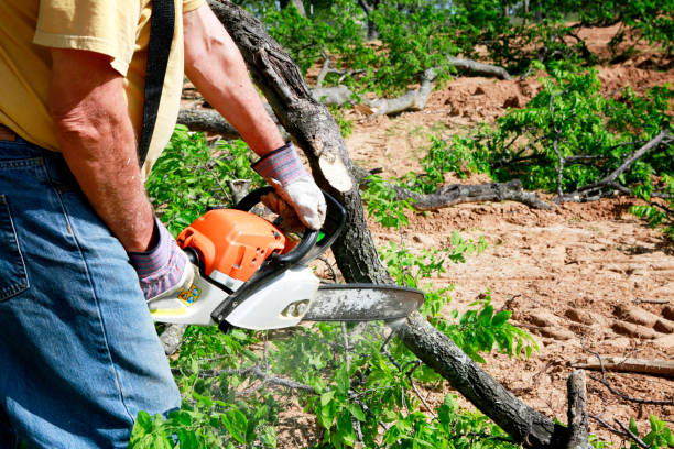Best Fruit Tree Pruning  in Robbins, IL